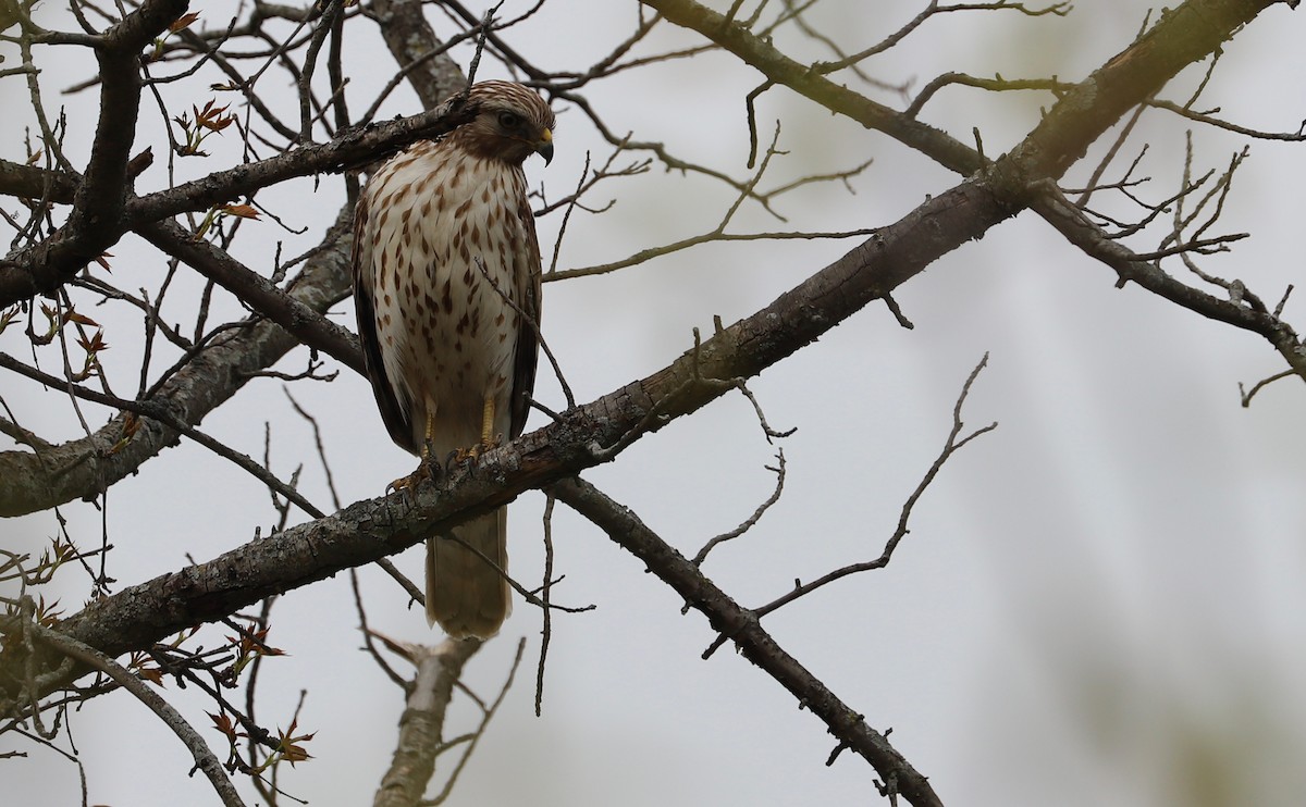 Красноплечий канюк [группа lineatus] - ML638652967