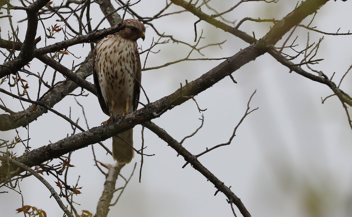 Красноплечий канюк [группа lineatus] - ML638652971