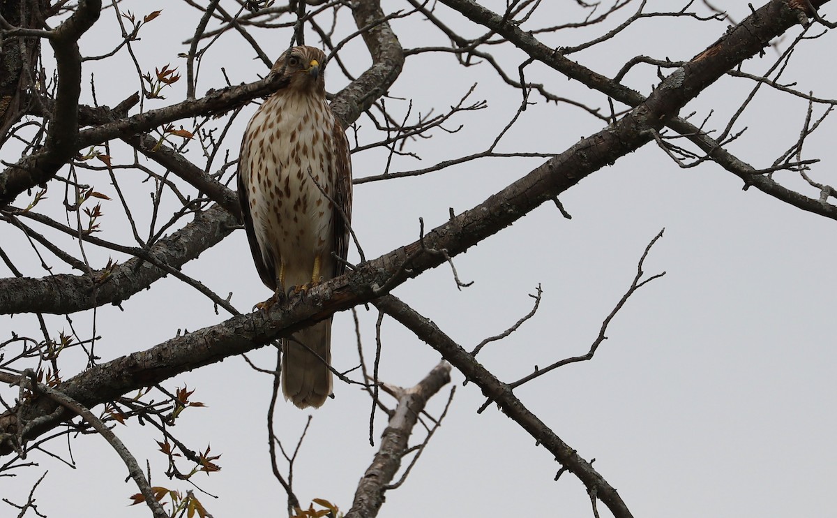 Красноплечий канюк [группа lineatus] - ML638652983
