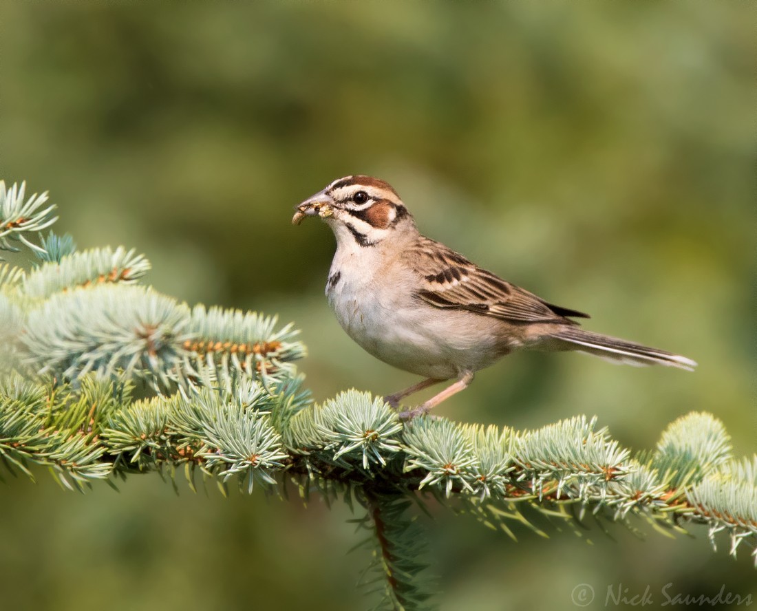 Lark Sparrow - ML63865301