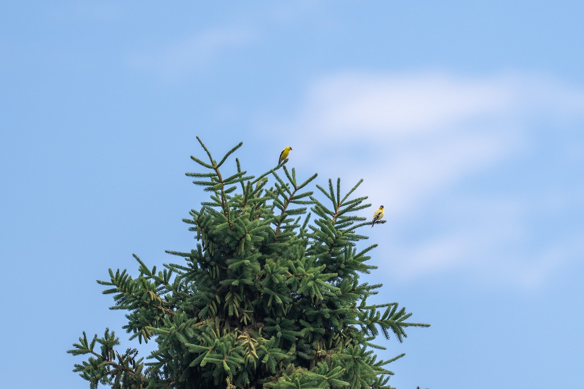 American Goldfinch - ML638653012