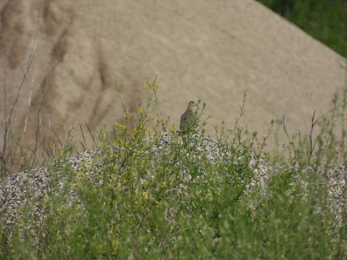 Mourning Dove - ML638653018