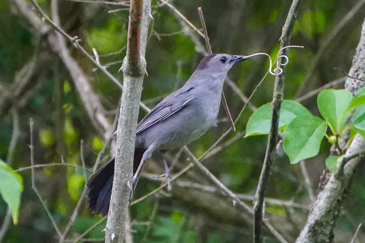 Gray Catbird - ML638653025