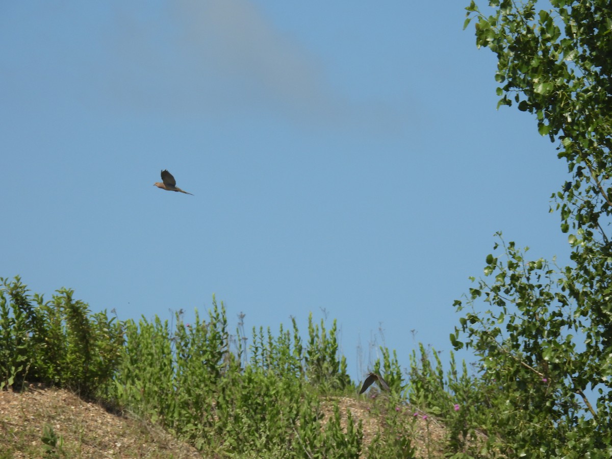 Mourning Dove - ML638653028