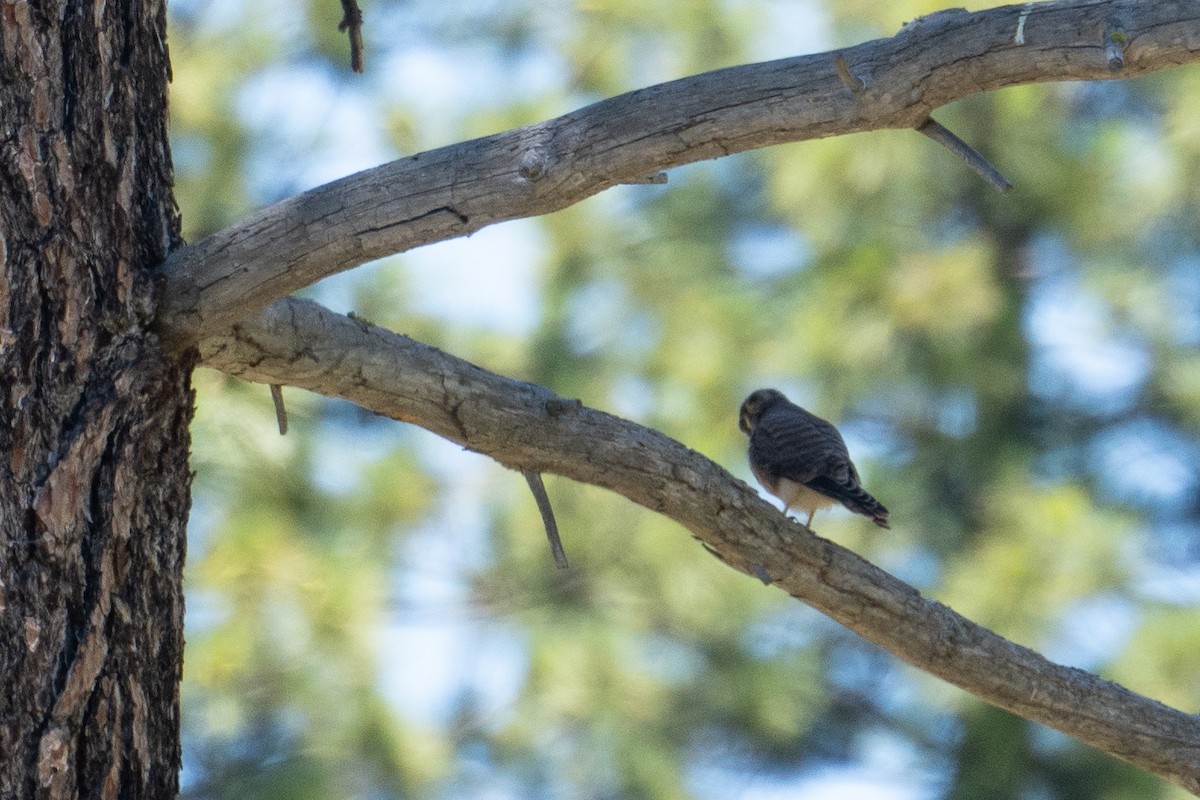 American Kestrel - ML638653029