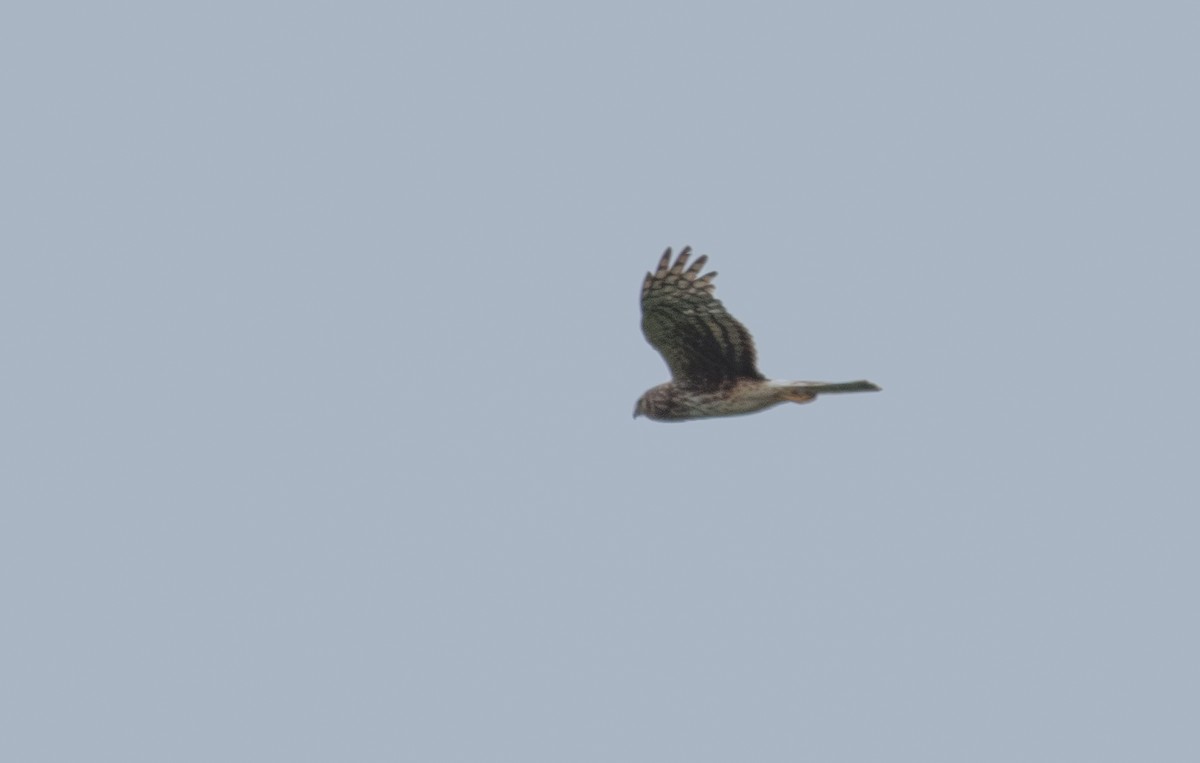 Northern Harrier - ML638653043