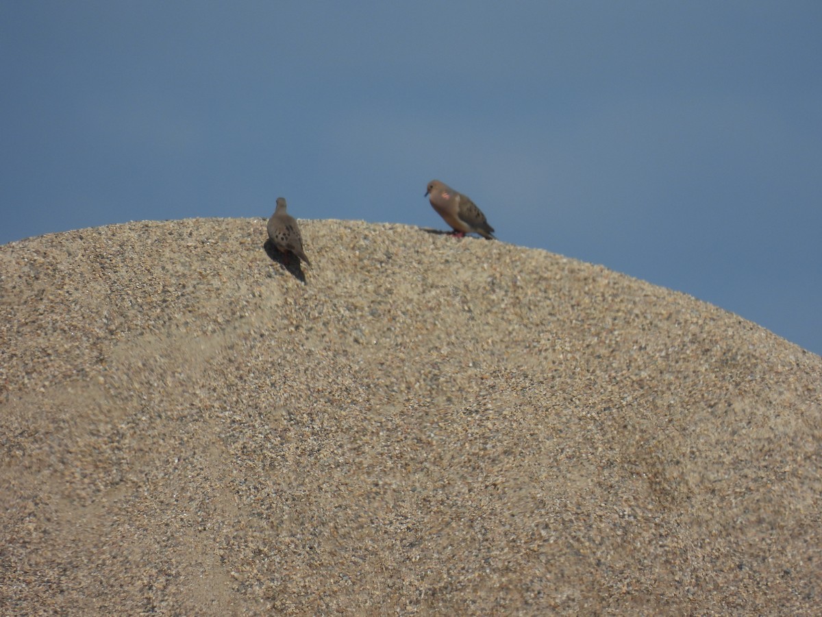 Mourning Dove - ML638653051