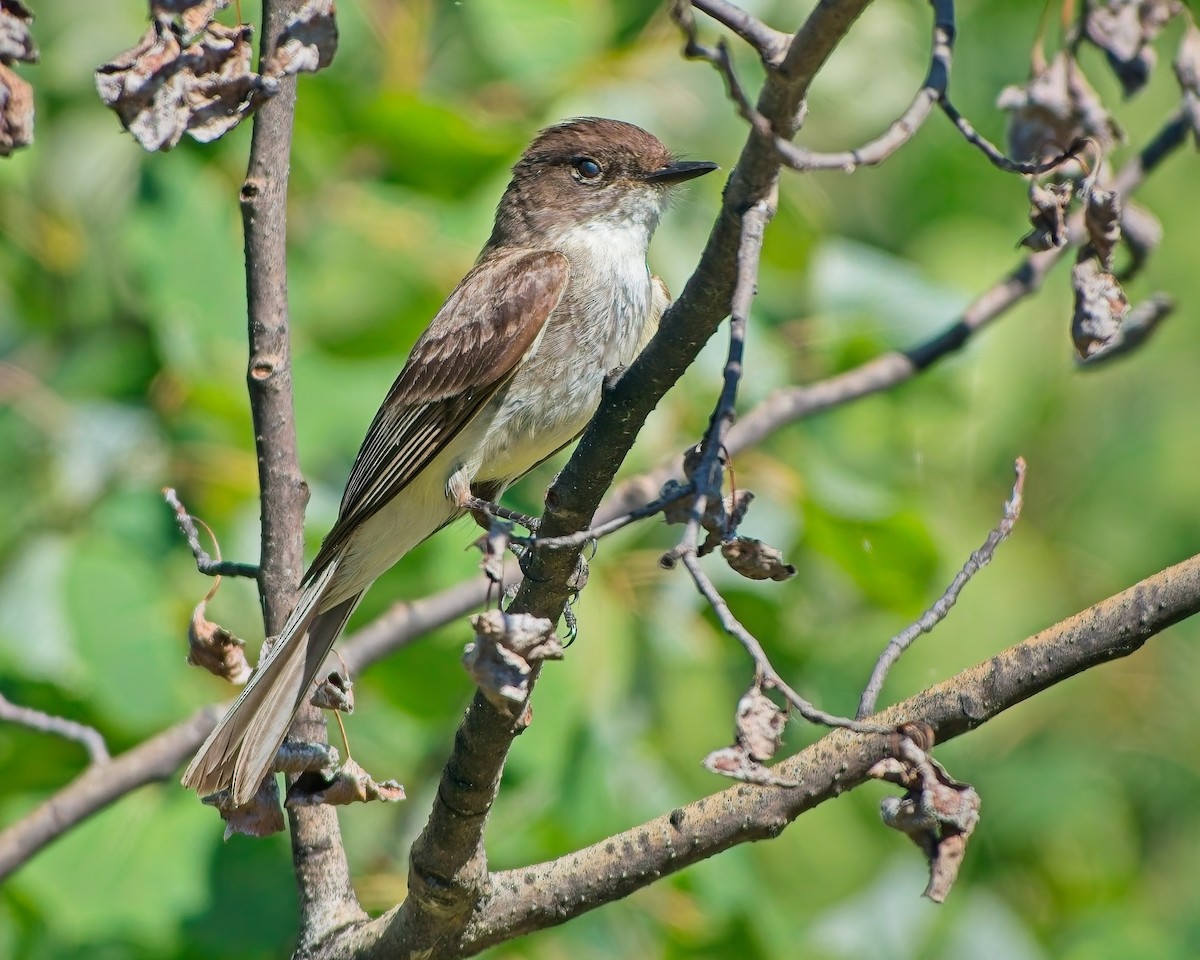Eastern Phoebe - ML638653058