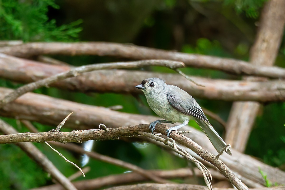 Tufted Titmouse - ML638653080