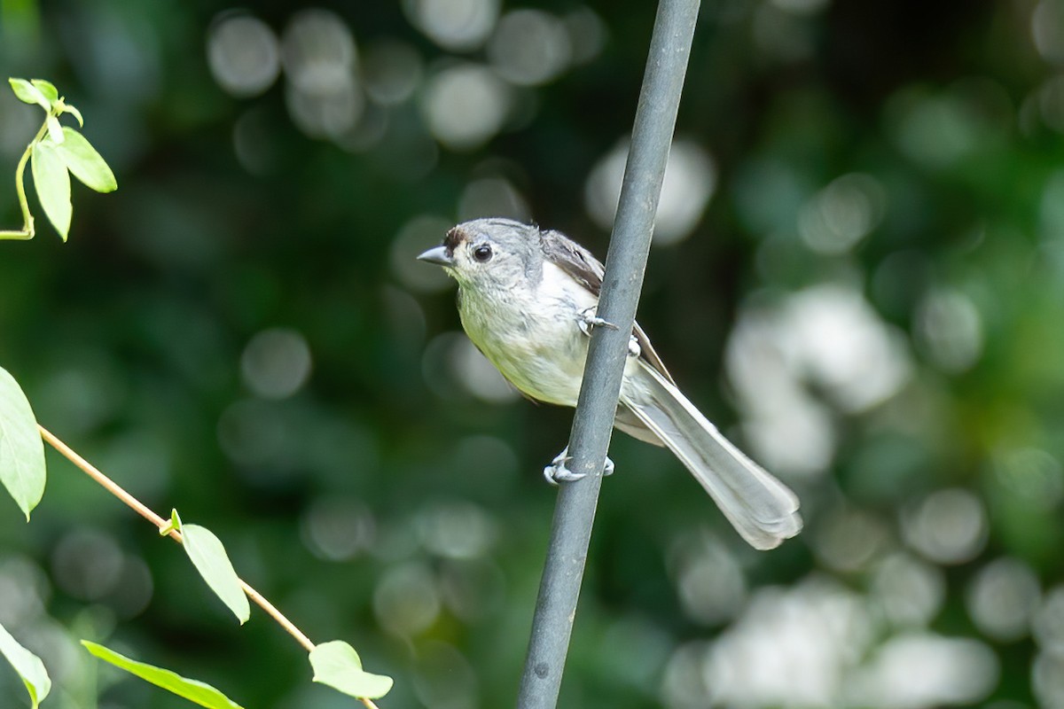 Tufted Titmouse - ML638653081