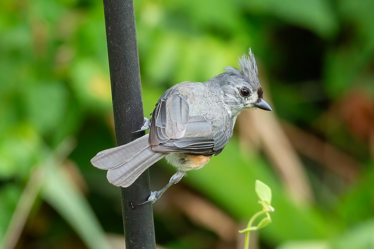 Tufted Titmouse - ML638653082