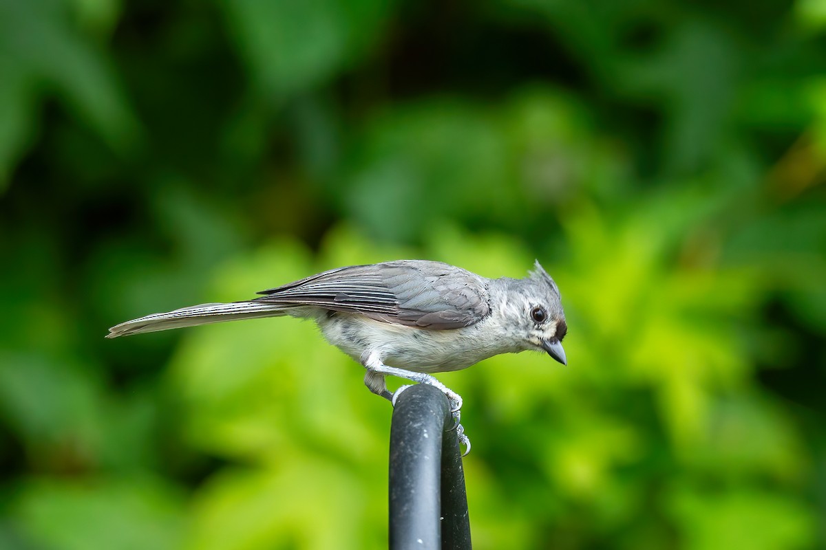 Tufted Titmouse - ML638653083