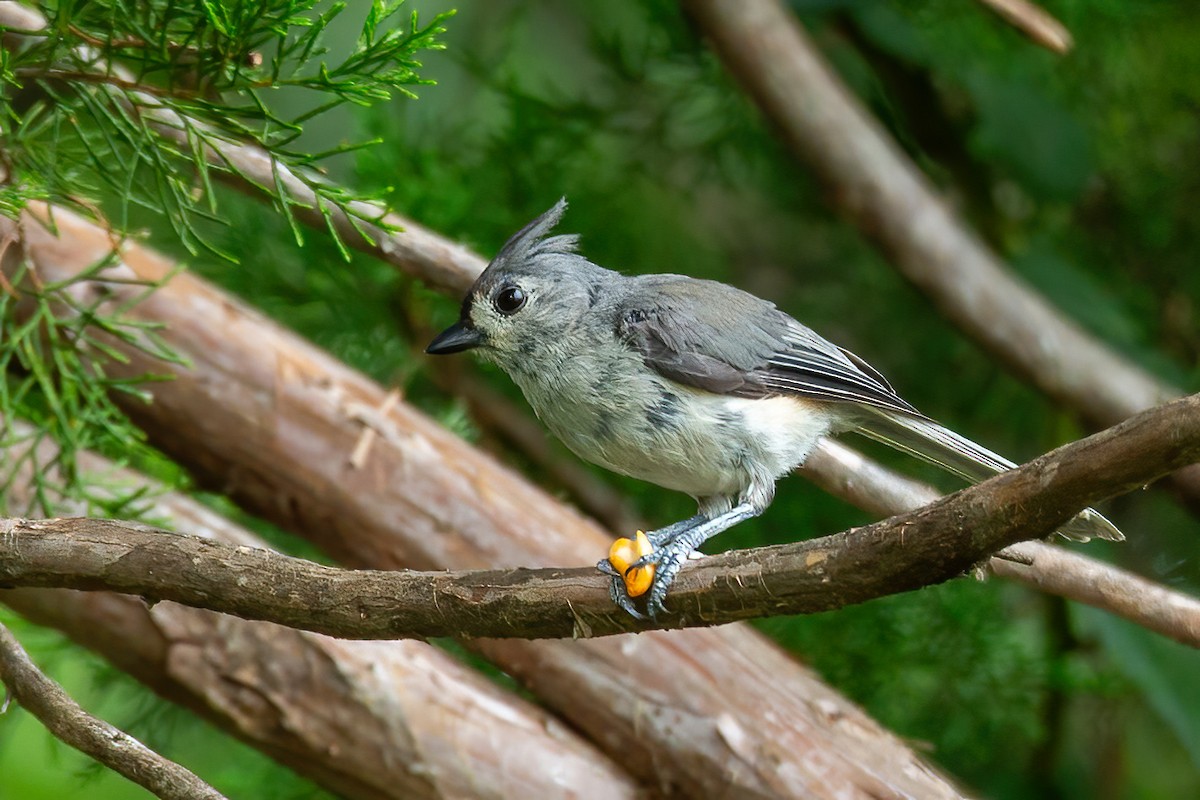 Tufted Titmouse - ML638653084