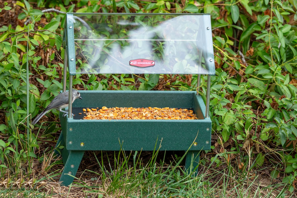 Tufted Titmouse - ML638653086
