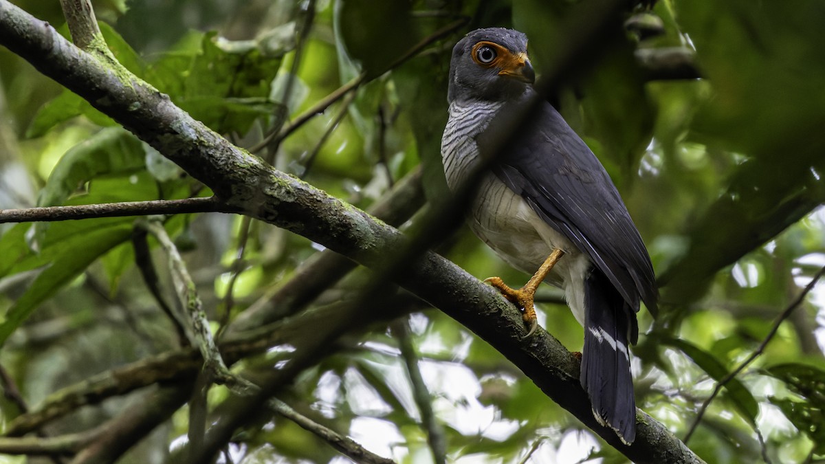 Cryptic Forest-Falcon - ML638653094
