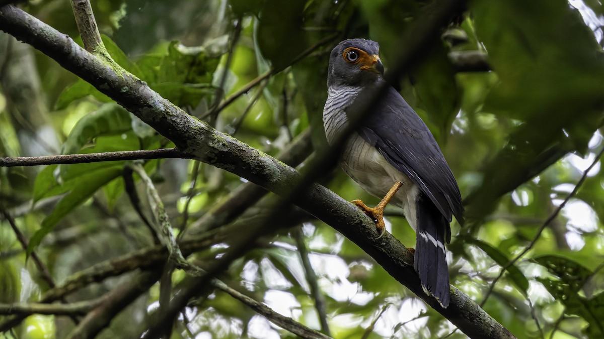 Cryptic Forest-Falcon - ML638653095