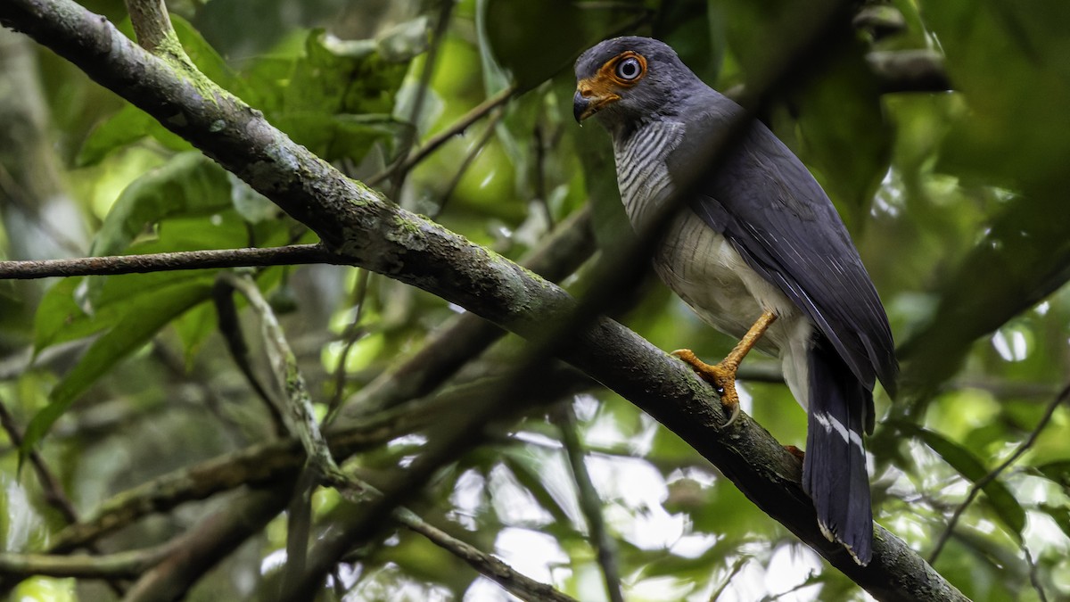 Cryptic Forest-Falcon - ML638653101