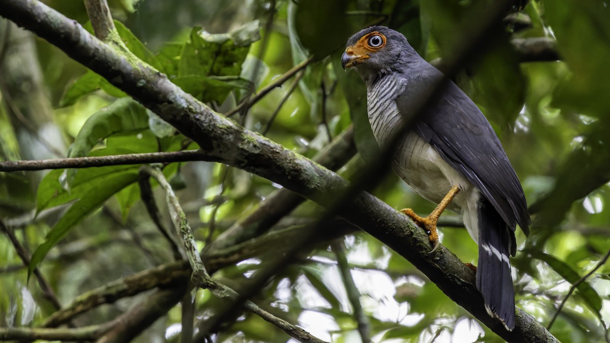 Cryptic Forest-Falcon - ML638653102