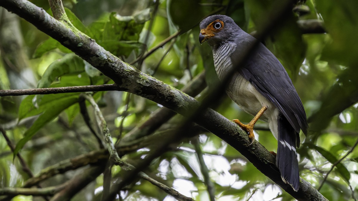 Cryptic Forest-Falcon - ML638653103