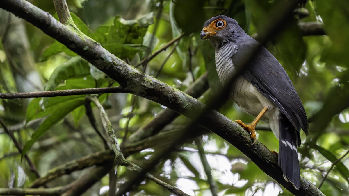Cryptic Forest-Falcon - ML638653104