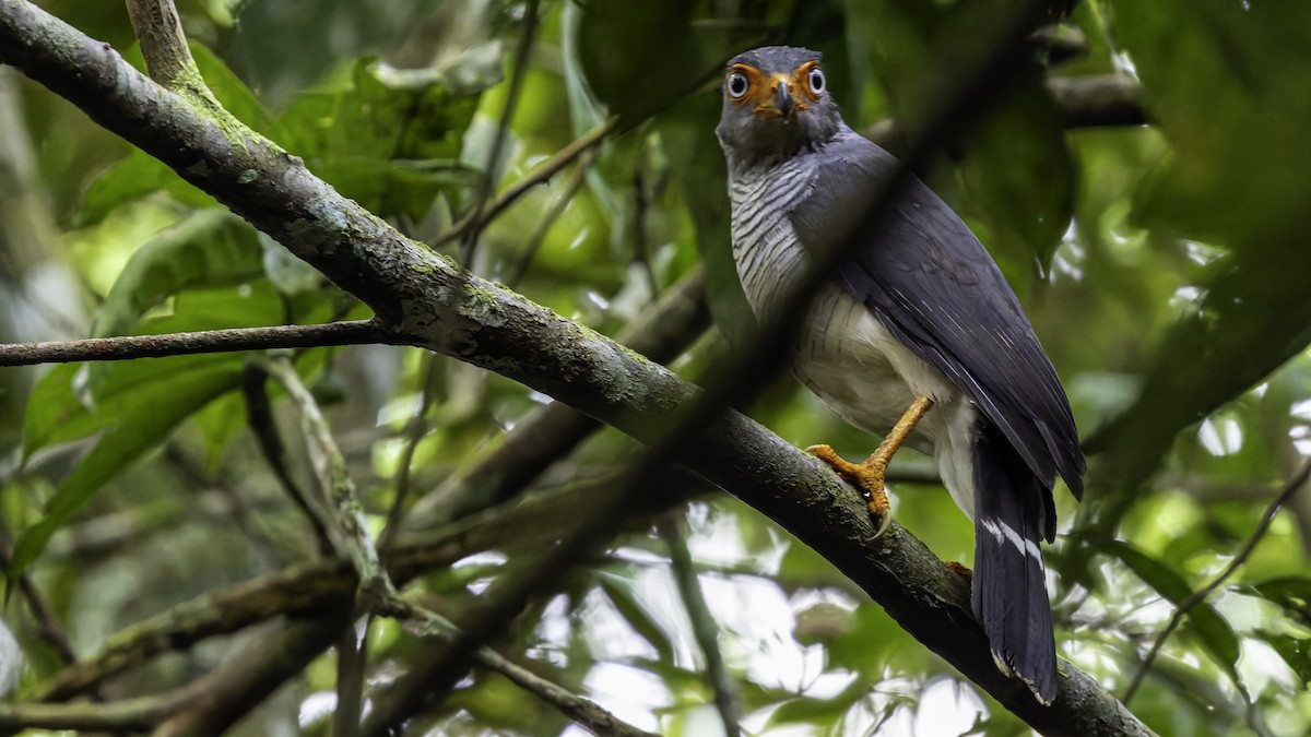 Cryptic Forest-Falcon - ML638653105