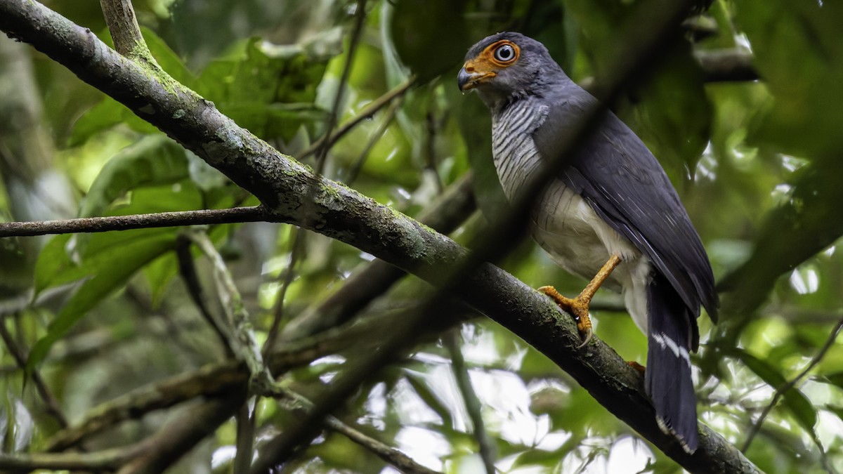 Cryptic Forest-Falcon - ML638653106