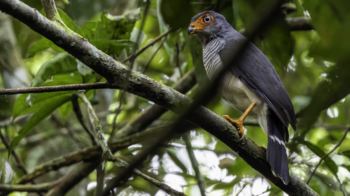 Cryptic Forest-Falcon - ML638653108