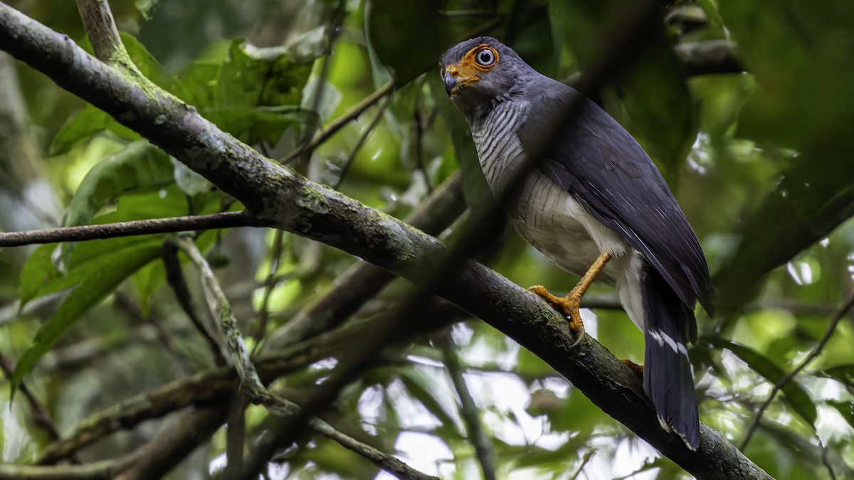 Cryptic Forest-Falcon - ML638653110