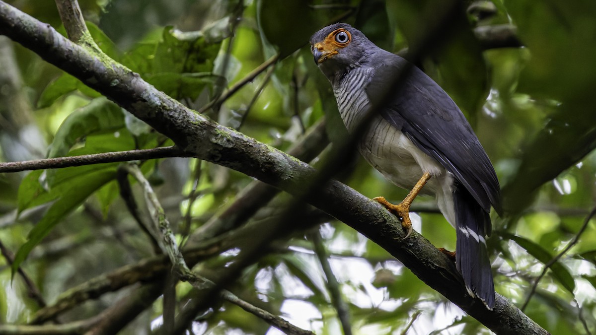 Cryptic Forest-Falcon - ML638653111