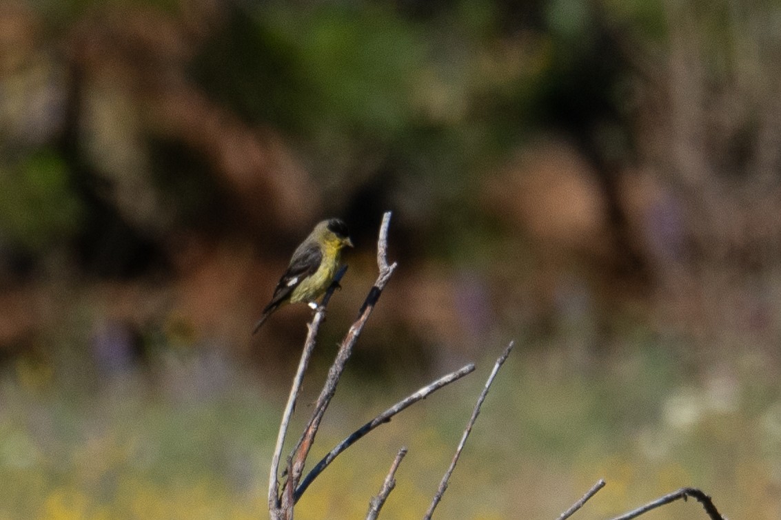 Lesser Goldfinch - ML638653114