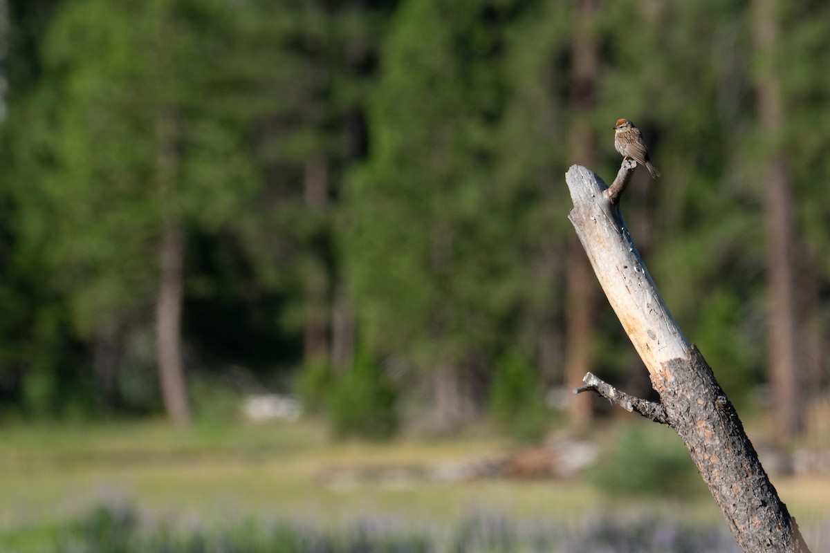 Chipping Sparrow - ML638653134