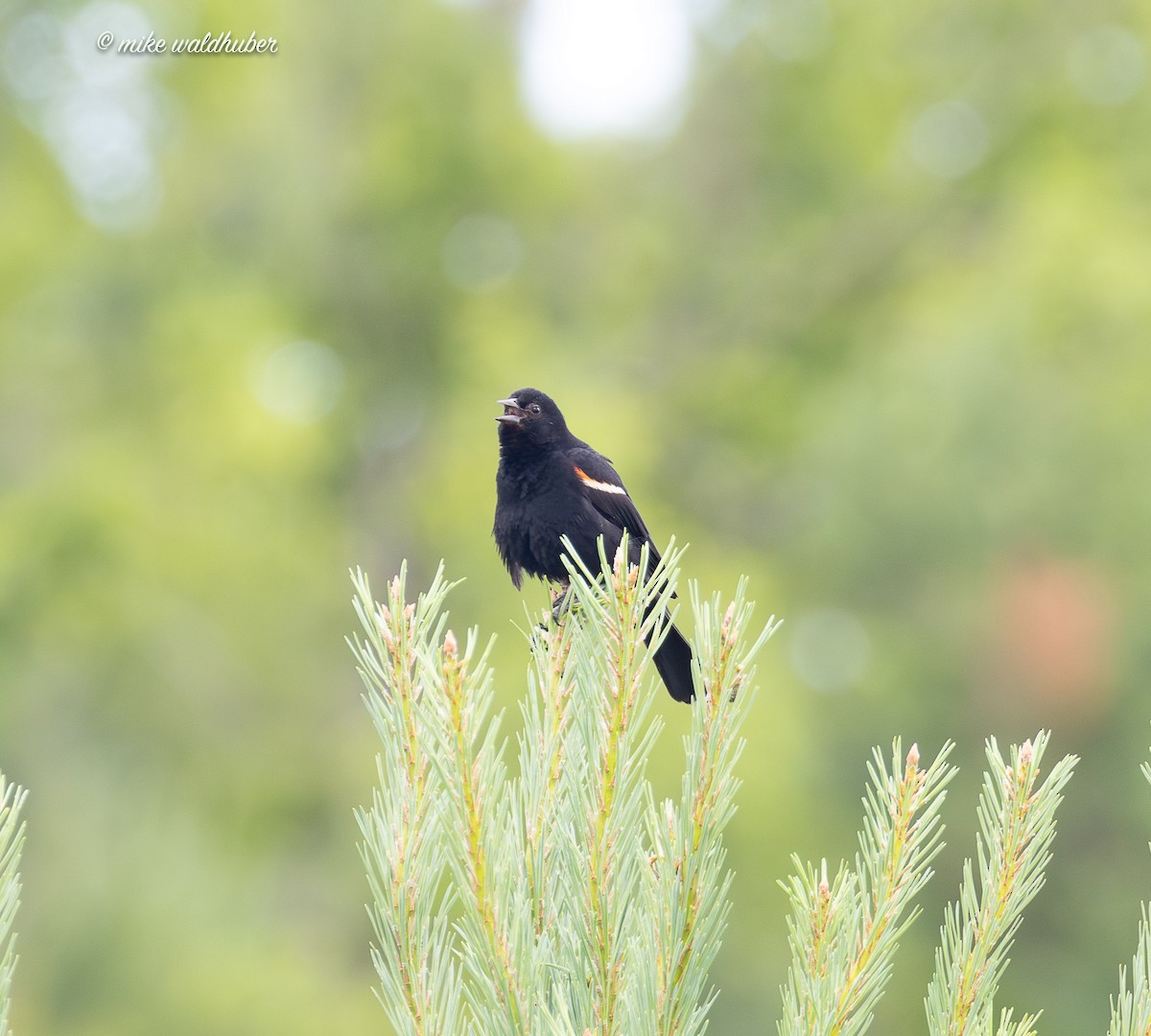 Red-winged Blackbird - ML638653135