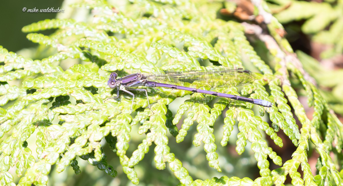 Insects - ML638653150