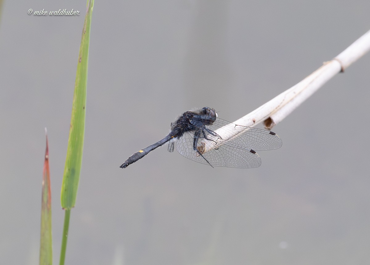 Insects - ML638653151