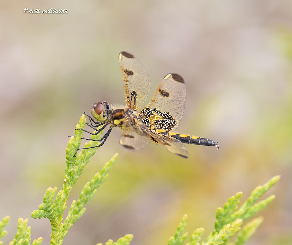 Insects - ML638653153