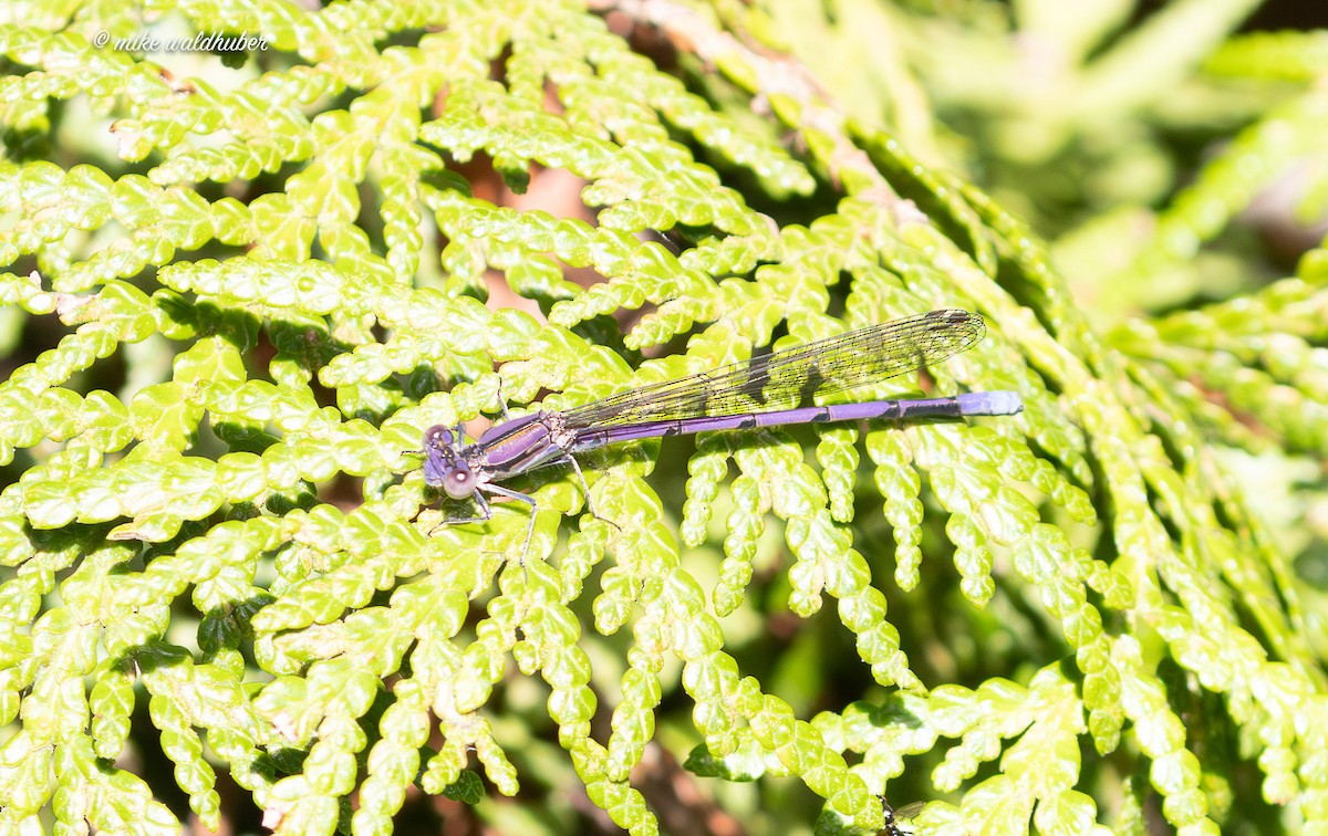 Insects - ML638653154