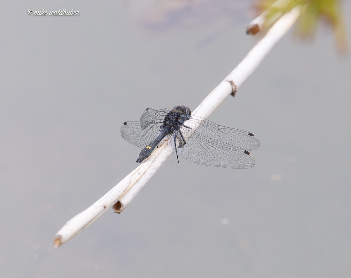 Insects - ML638653155