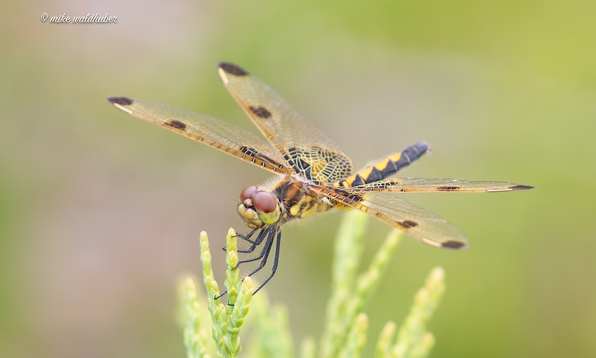 Insects - ML638653156