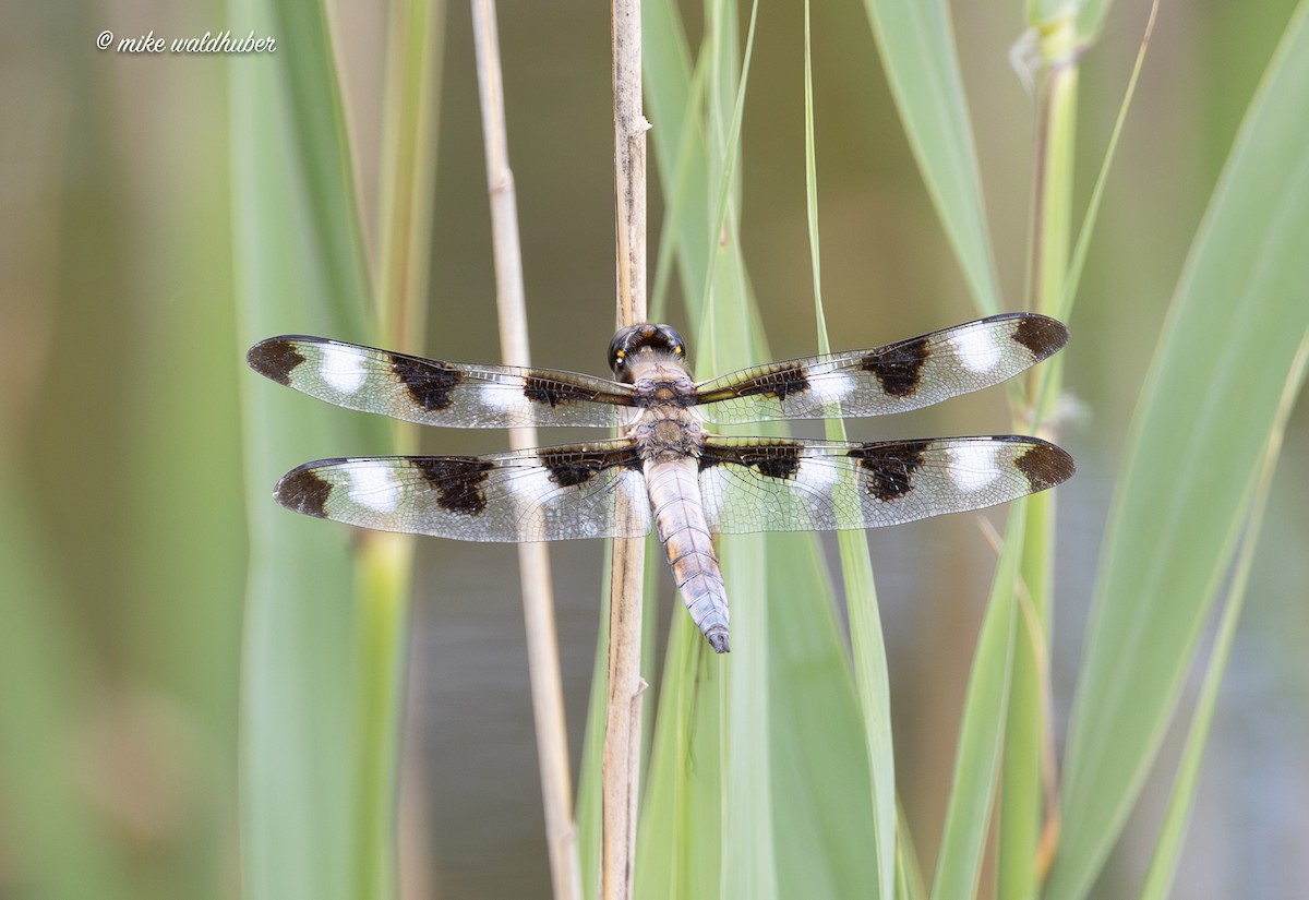 Insects - ML638653157