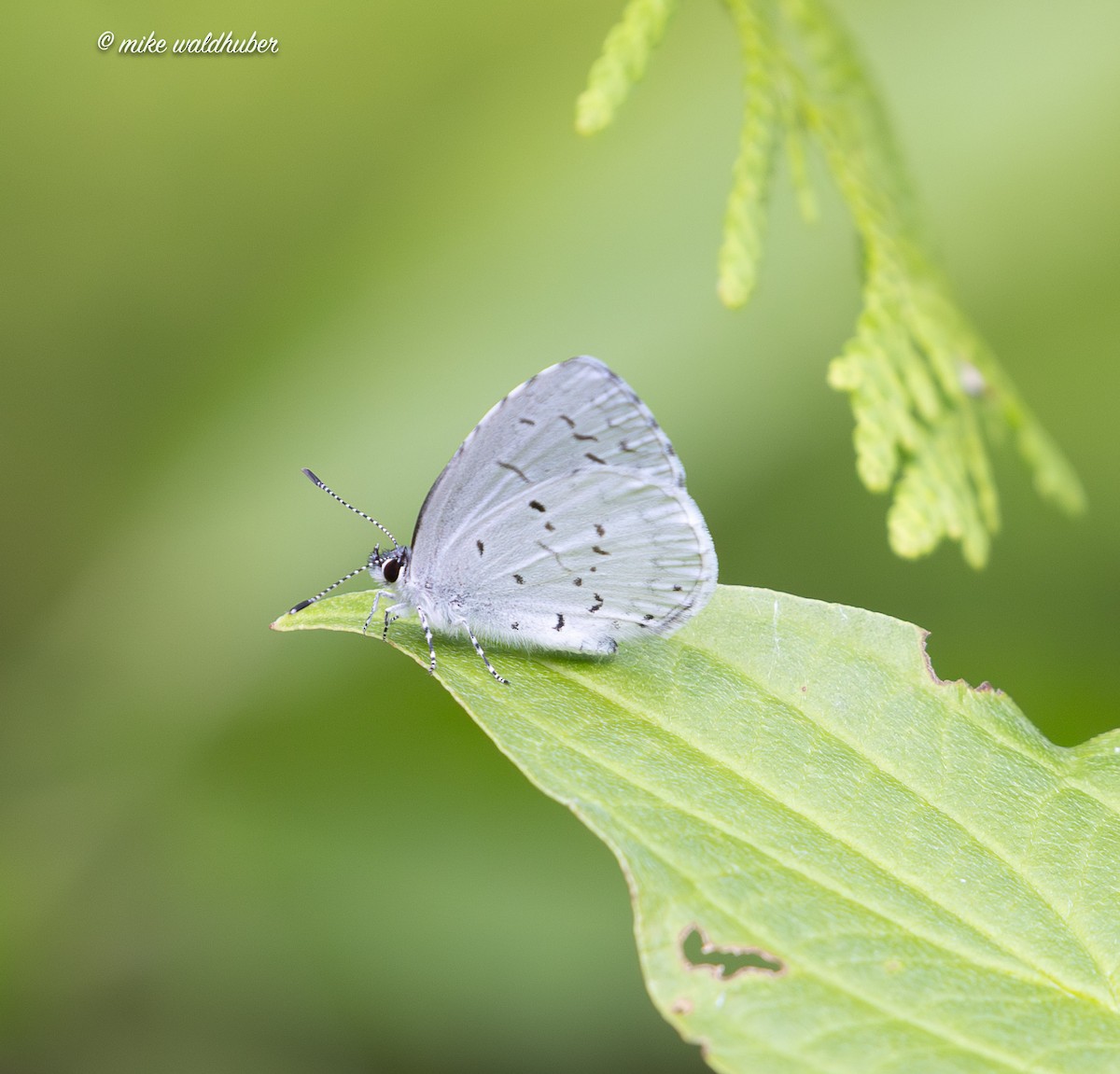 Insects - ML638653158