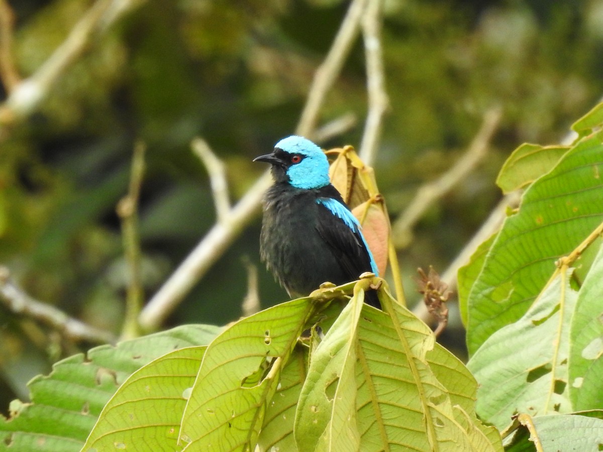 Scarlet-thighed Dacnis - ML638653182