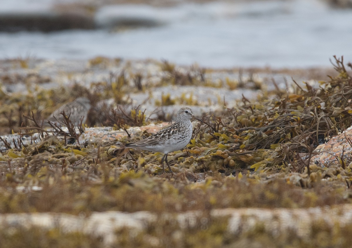 Weißbürzel-Strandläufer - ML638653183