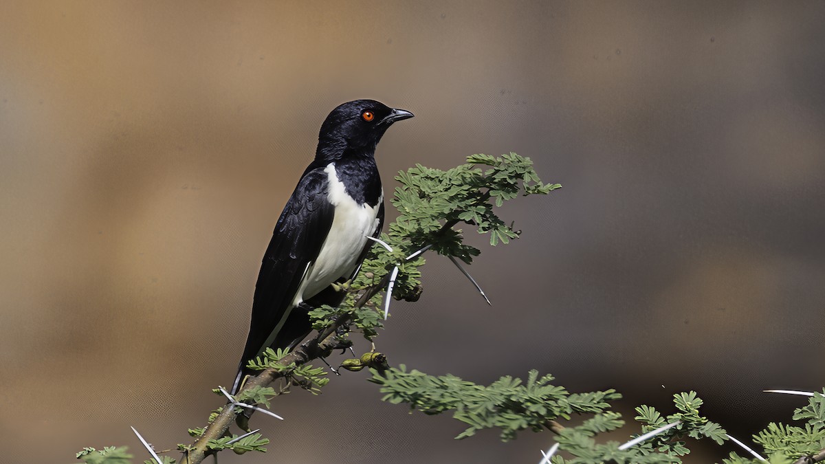 Magpie Starling - ML638653186