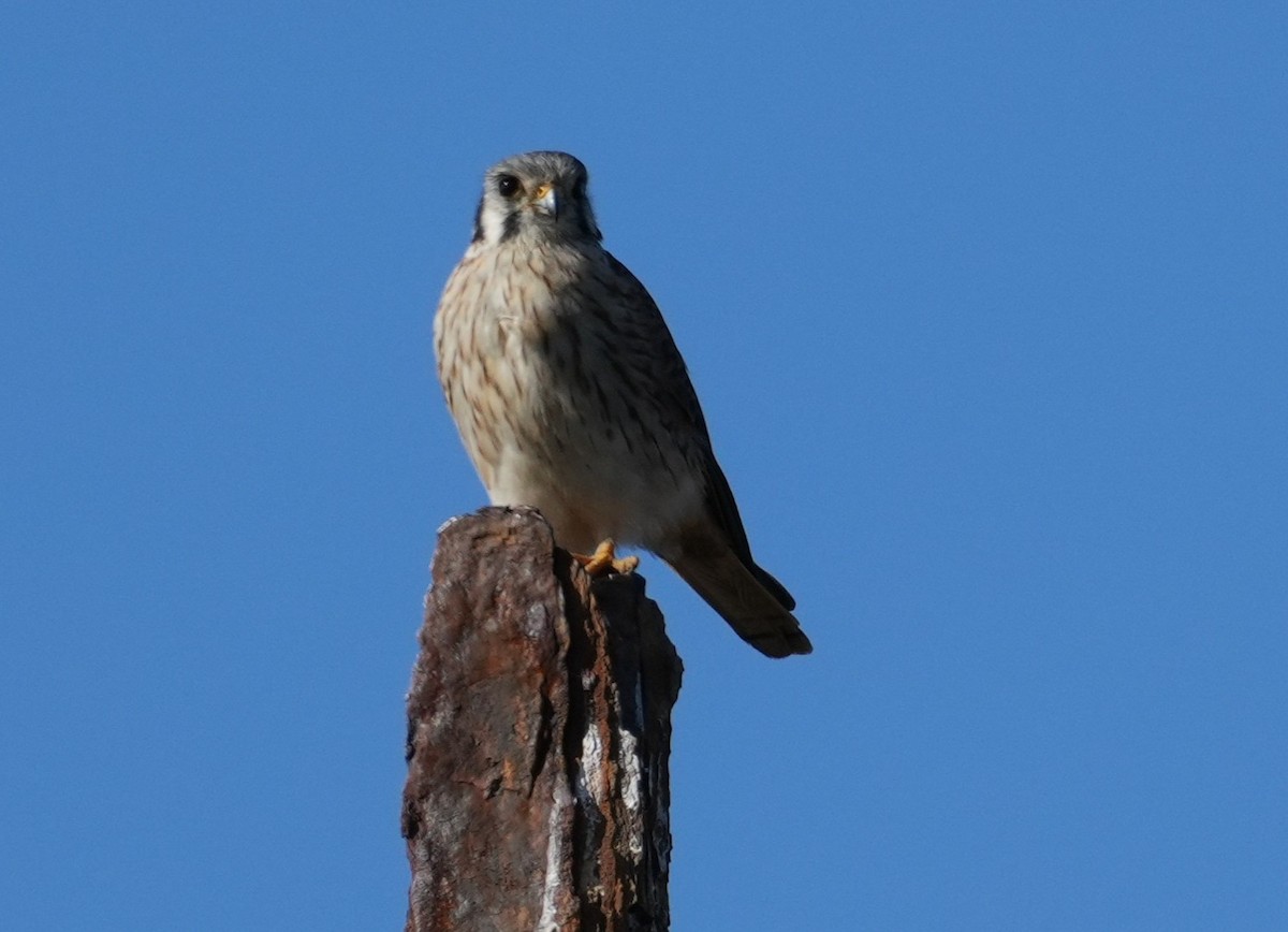 American Kestrel - ML638653192