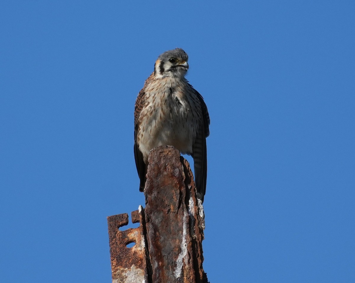American Kestrel - ML638653193