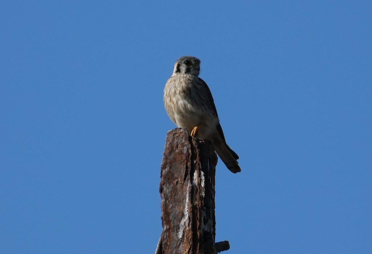 American Kestrel - ML638653194