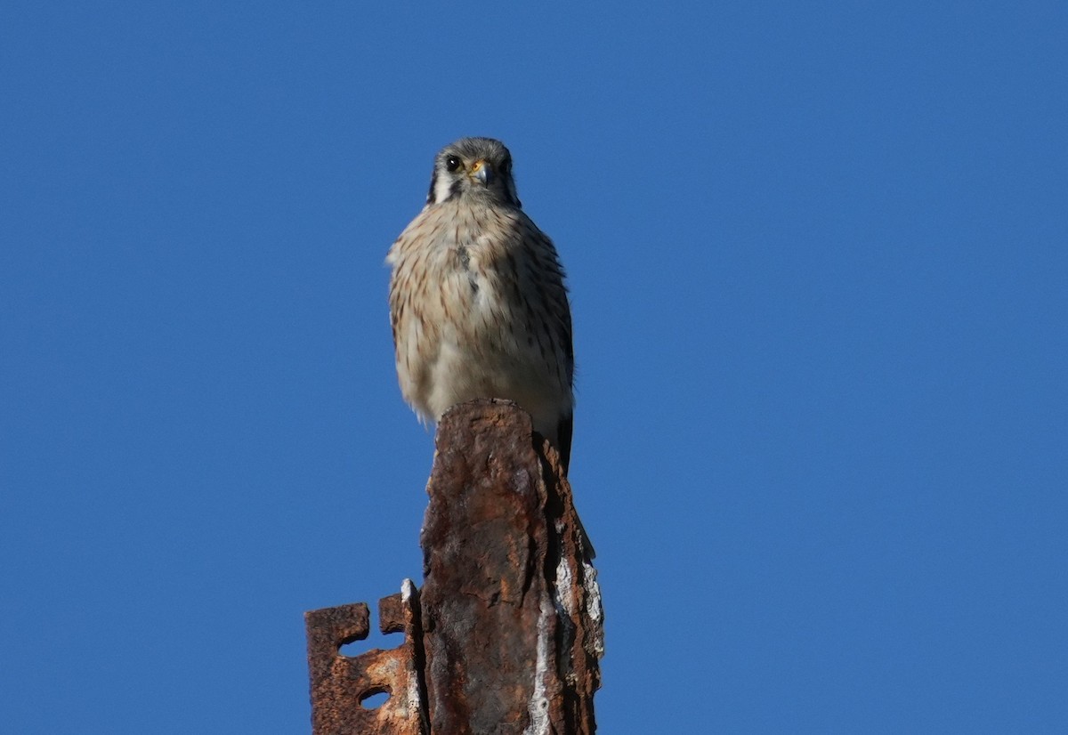 American Kestrel - ML638653195