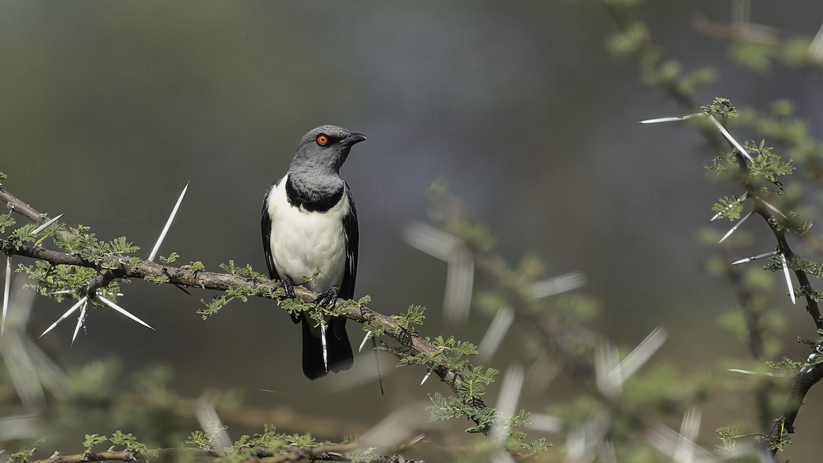 Magpie Starling - ML638653196