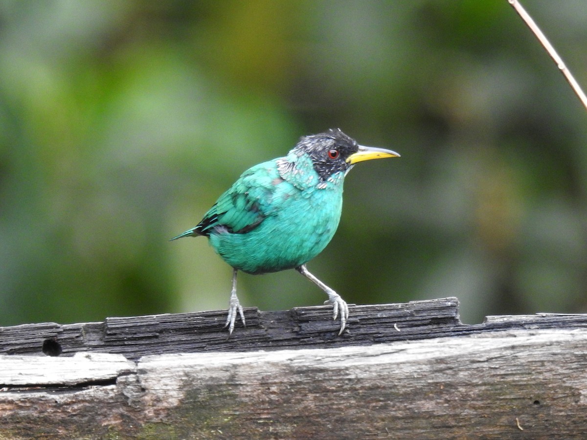 Green Honeycreeper - ML638653200