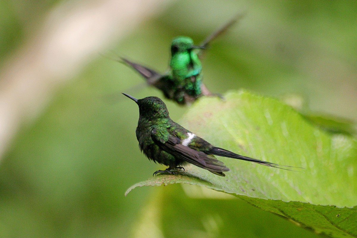 Green Thorntail - ML638653214